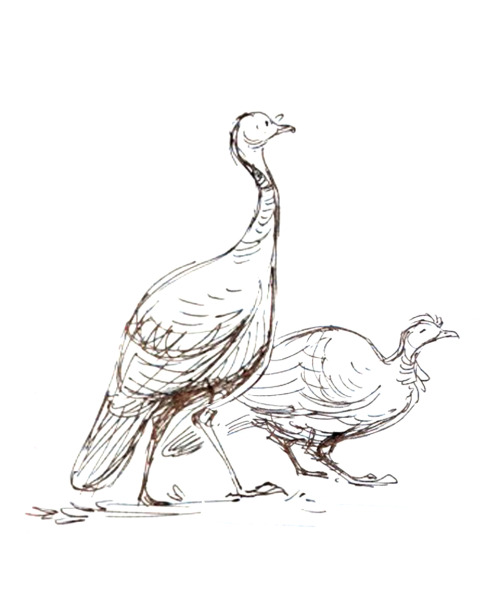 500x611 Wild Turkey Feather Tumblr