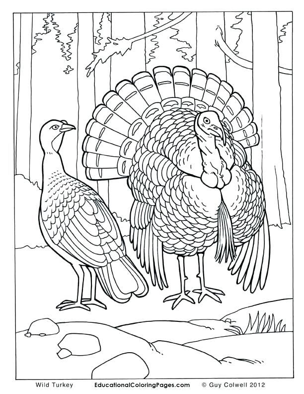 612x792 Coloring Page Of A Turkey Wild Turkey Coloring Pages Printable