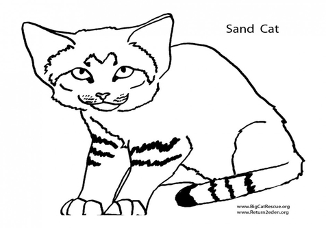 476x333 Wildcat Coloring Pages Page Image Clipart Images