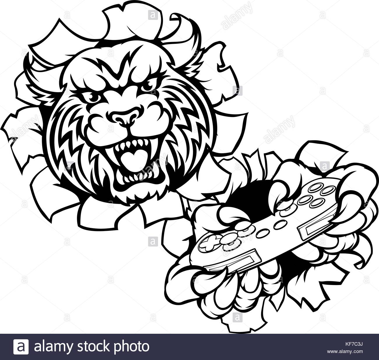 1300x1234 Wildcats Black And White Stock Photos Amp Images