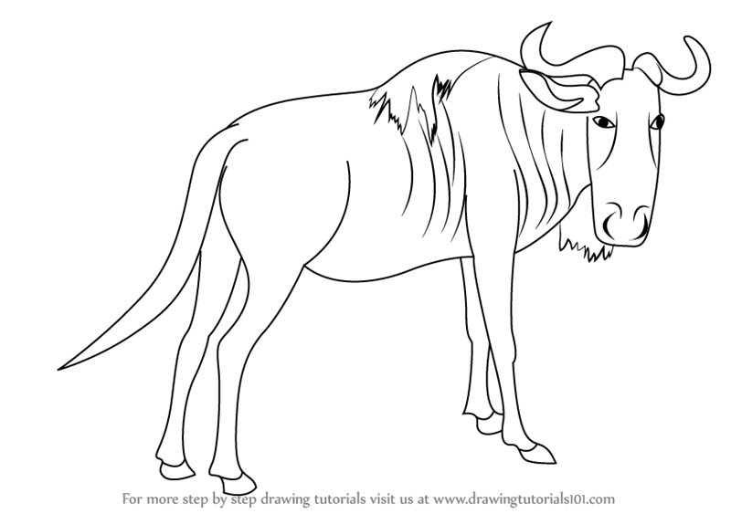800x563 Learn How To Draw A Wildebeest (Wild Animals) Step By Step