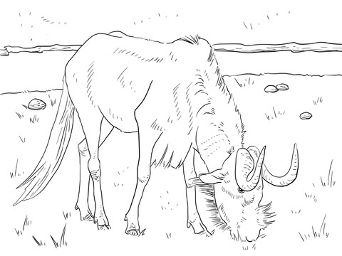 480x360 Realistic Black Wildebeest Coloring Page Free Printable Coloring