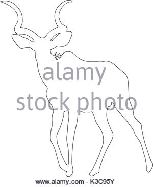 300x367 Wildebeest On A White Background Stock Photo 58557744