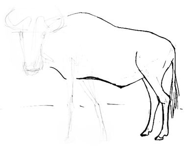 378x300 Wildebeest Drawing 020