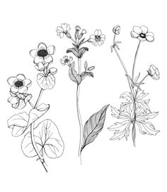 236x271 Wildflower Drawing Tumblr