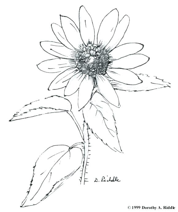 580x691 Wildflower Coloring Pages Celebrating Wildflowers Coloring Pages