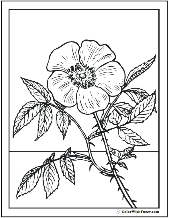 590x762 Wildflower Coloring Pages Rose Coloring Pages Customize Printable