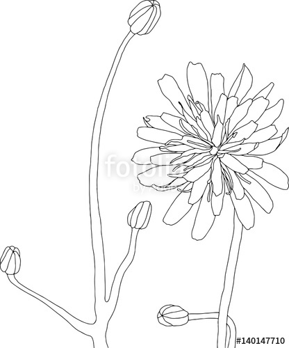 416x500 Wildflower Line Drawing Illustration. Flower Art Isolated On White