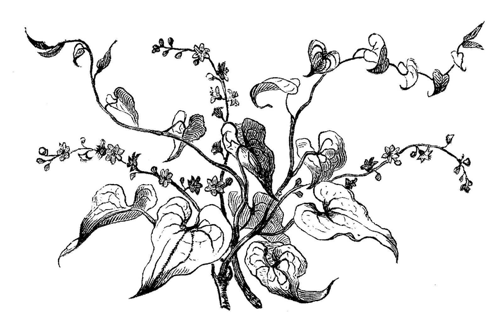 1600x1046 Digital Stamp Design Antique Flower Artwork Drawing Digital