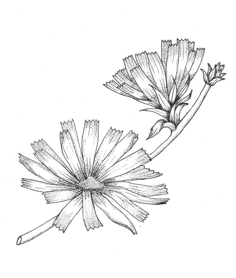 762x900 Wildflowers Drawing By Marci Mongelli