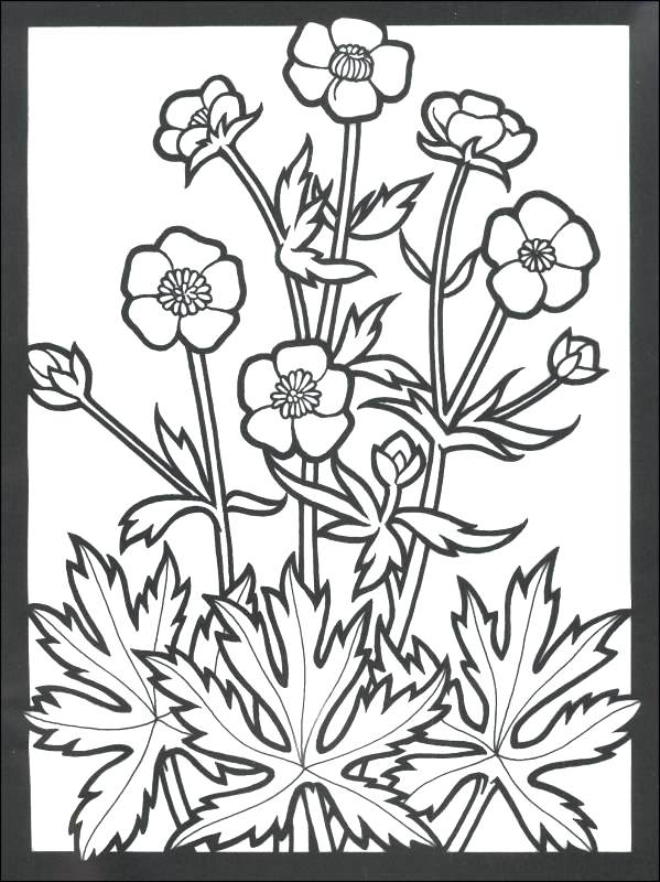 599x800 Wildflower Coloring Pages Omnitutor.co