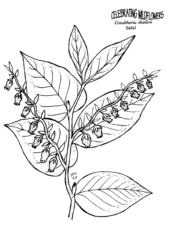 580x777 Wildflower Drawings