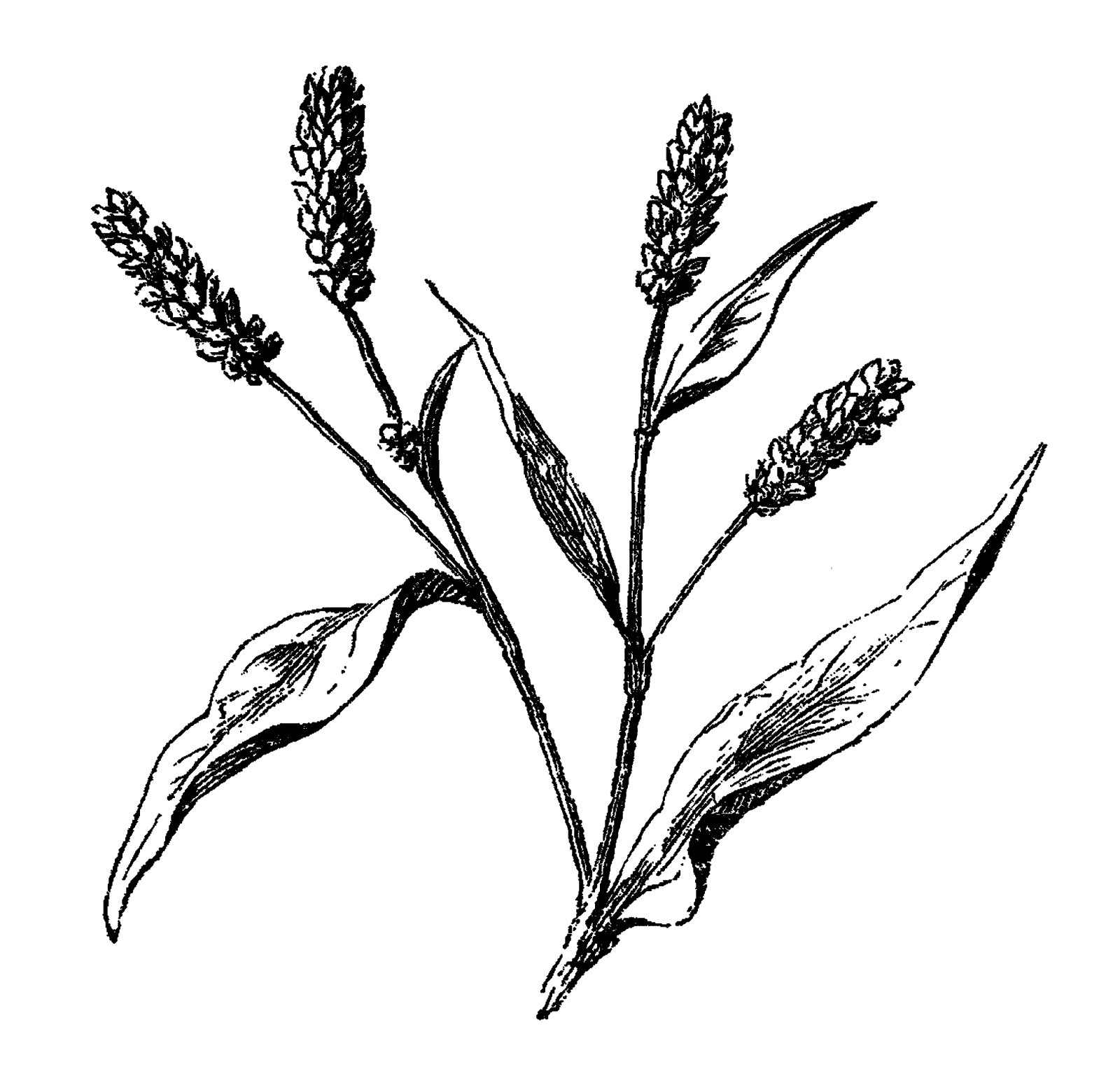 1600x1537 Digital Stamp Design Old Flower Botanical Art Illustrations