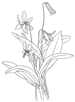 243x331 Drawn Wildflower Wildflower Field