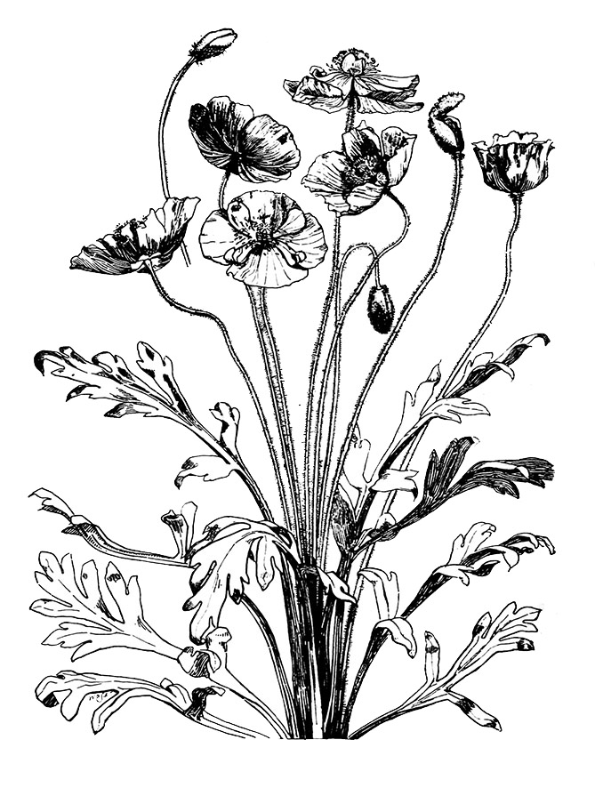 669x886 Flower Sketches