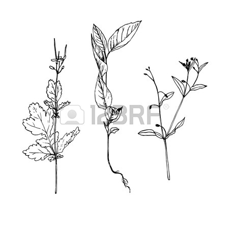 450x450 Herbs Wild Flowers Botanical Medicinal Organic Healing Plants