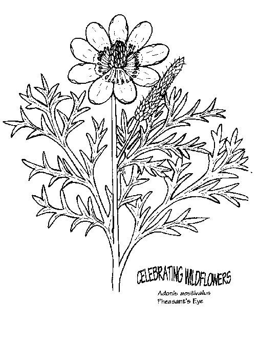 504x683 Umatilla National Forest