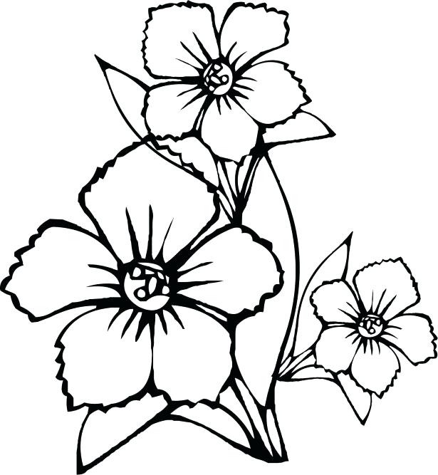 615x667 Wildflower Coloring Pages Medium Size Of Flower Coloring Pages