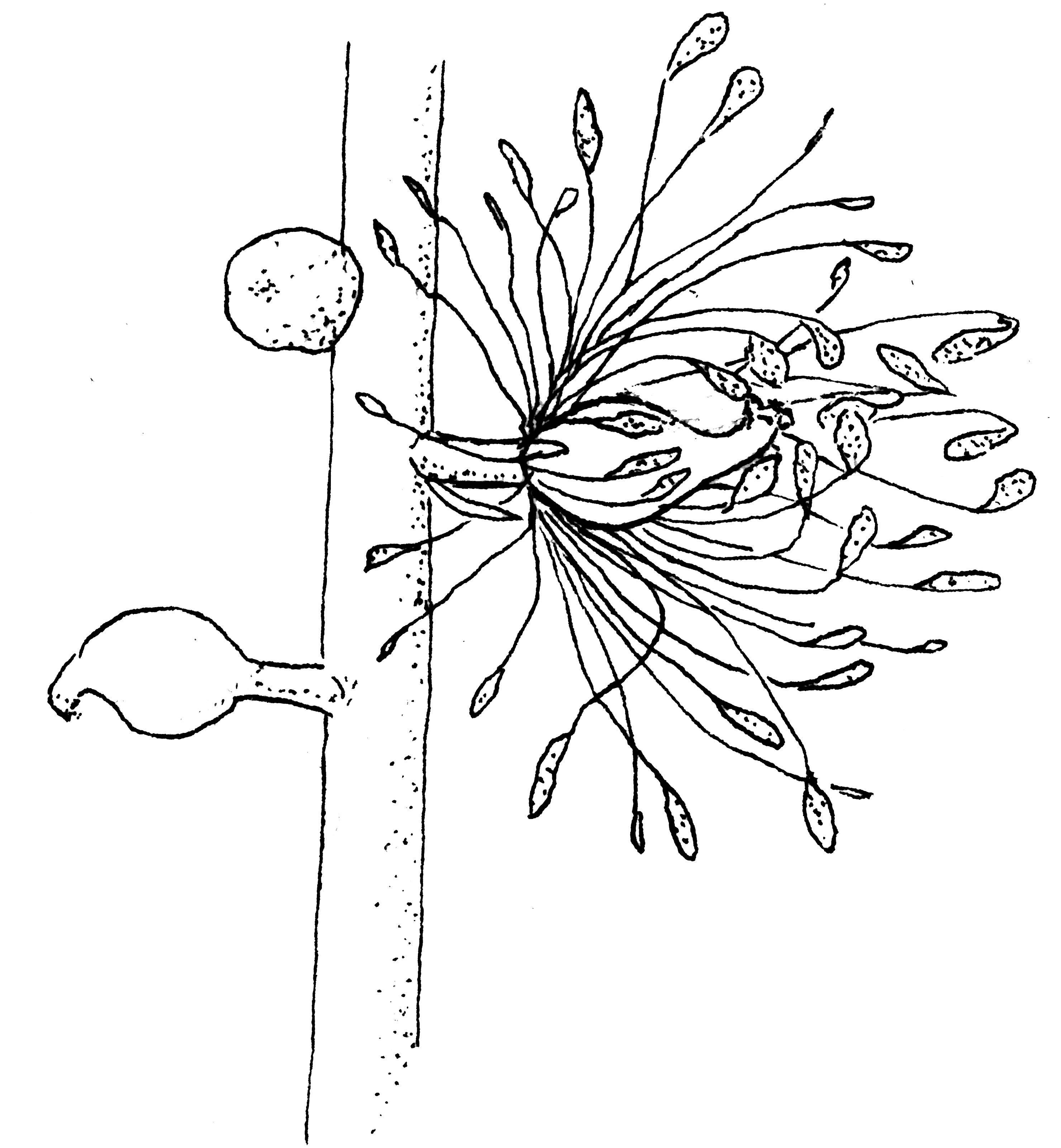 2960x3203 Wildflowers Of The Year Virginia Native Plant Society