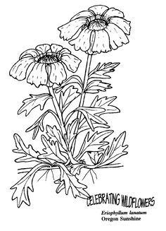 236x327 Wildflower Drawings