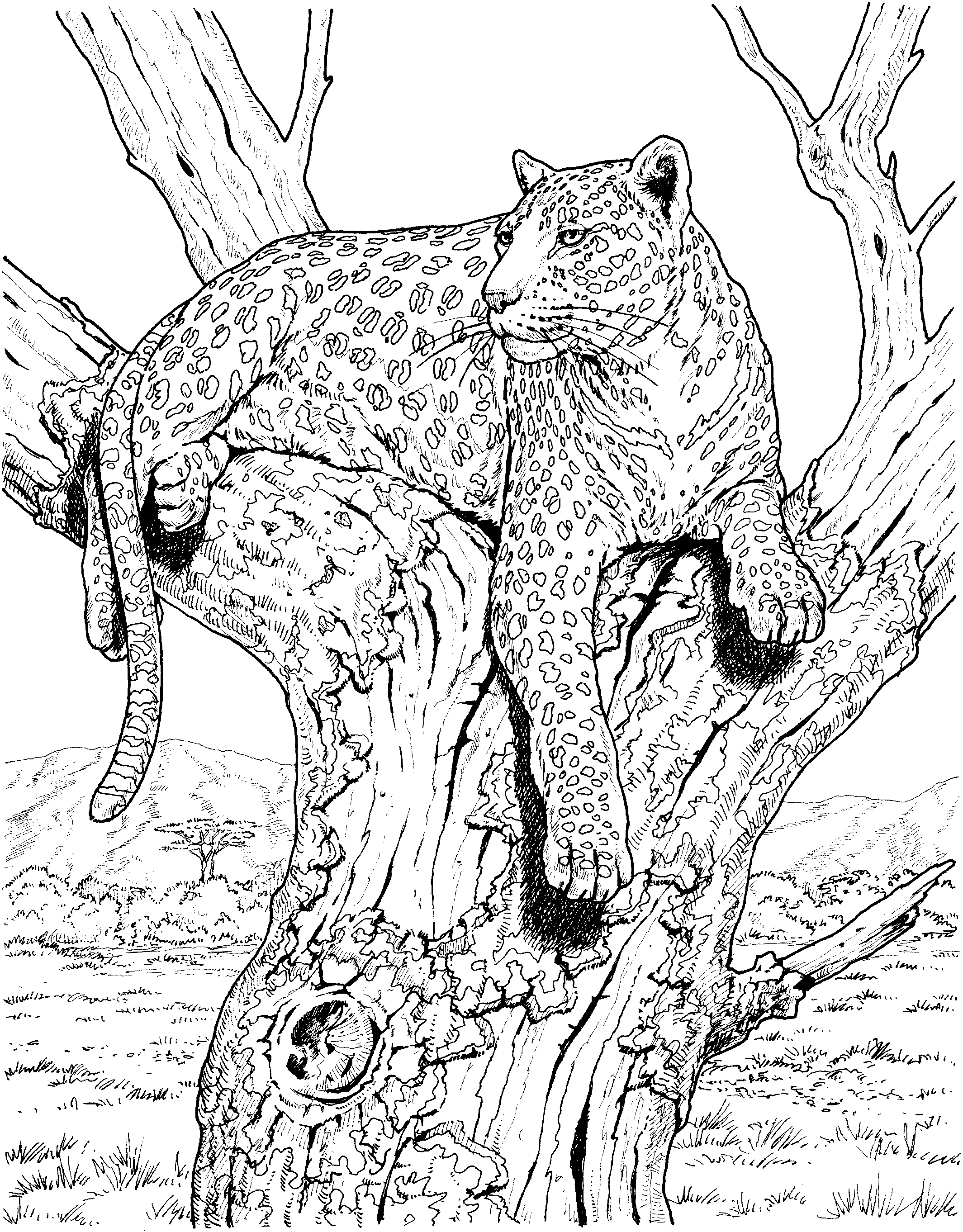 2129x2724 Free Leopard Coloring Pages