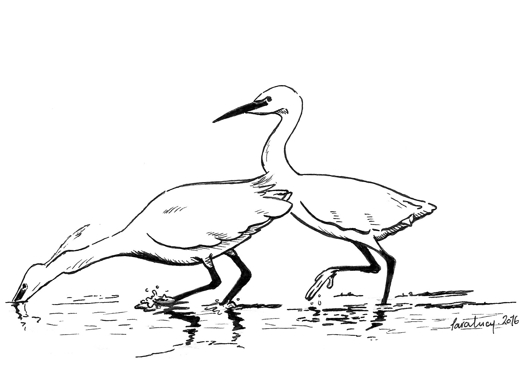 1842x1345 Wildlife Drawings Drawings By Tara Lucy