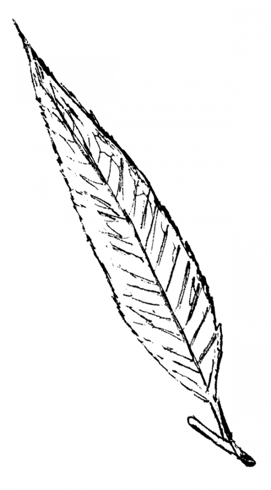 550x995 Imgs For Gt Willow Leaf Inked Tattoo And Tattoo Art