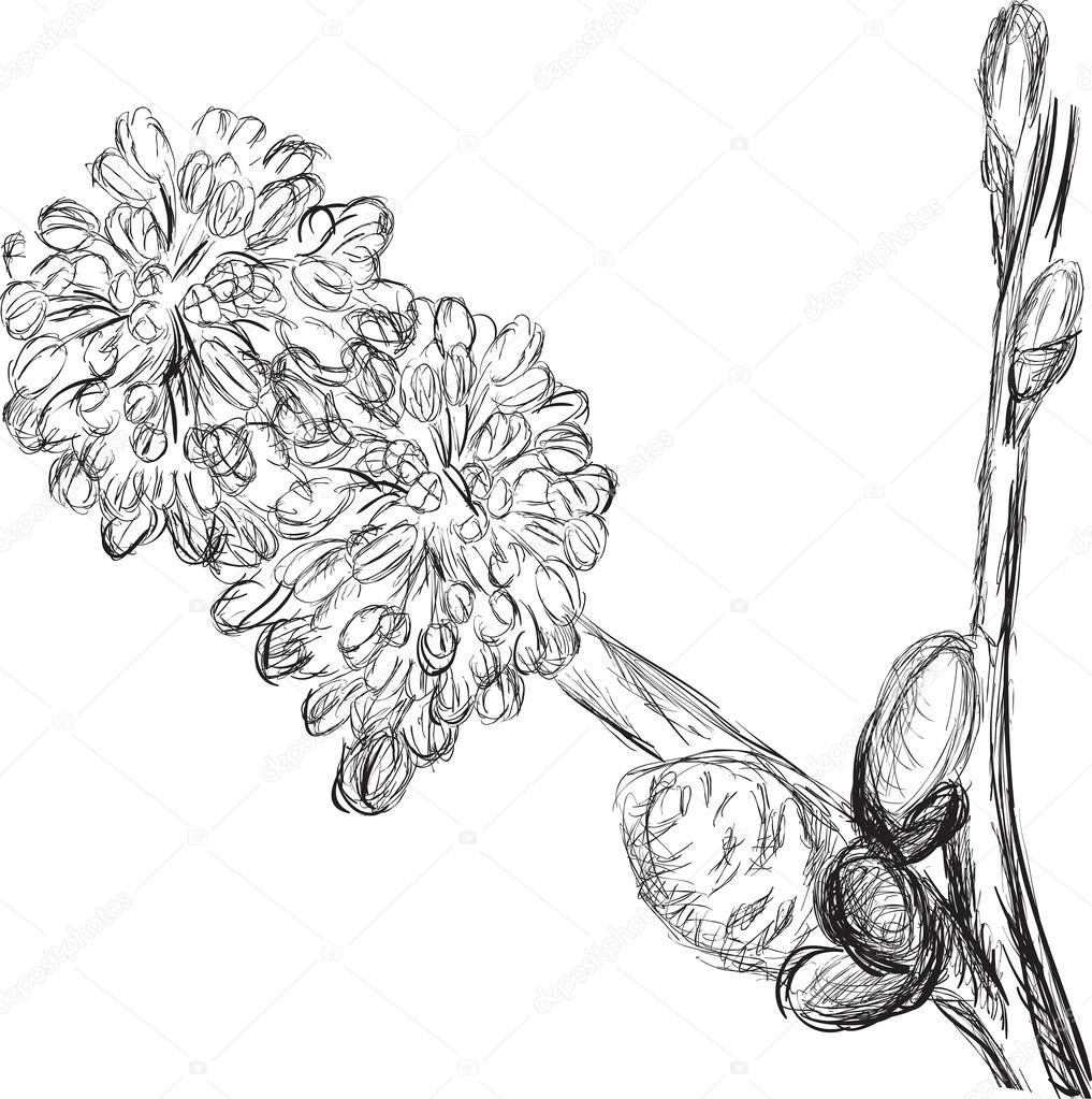 1017x1023 Pussy Willow Sketch Stock Vector Dr.pas