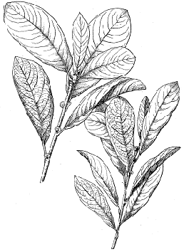 258x354 The Wild Garden Hansen's Northwest Native Plant Database