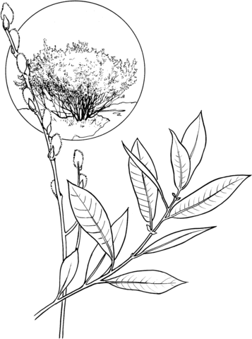 357x480 American Willow Tree Coloring Page Free Printable Coloring Pages