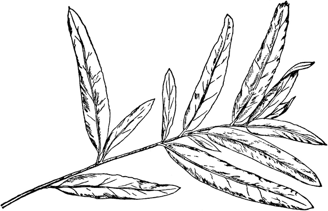 640x412 Willow Oak Leaf Clipart Etc