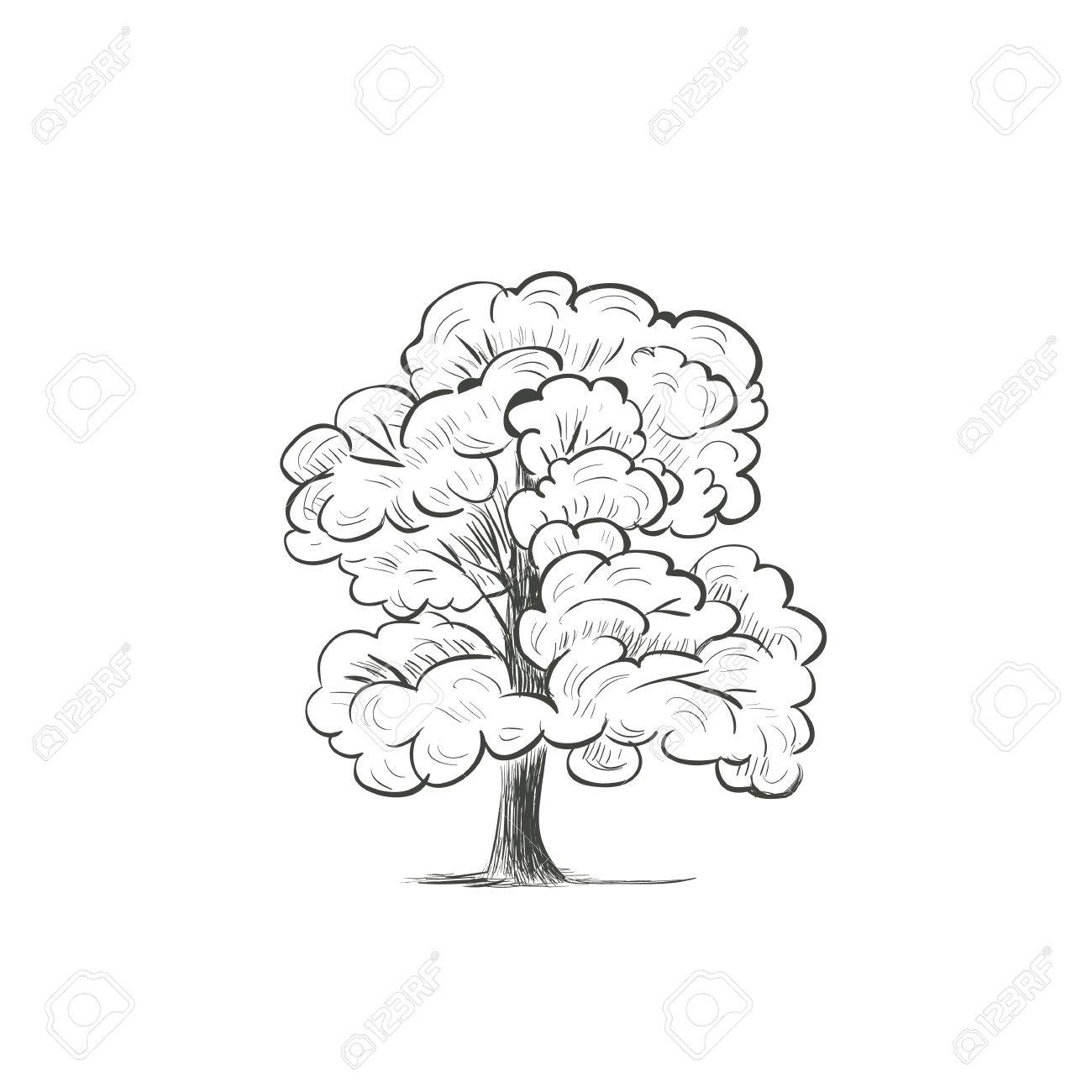 1300x1300 Willow Tree Sketch Drawing Vector Illustration Of A Silhouette