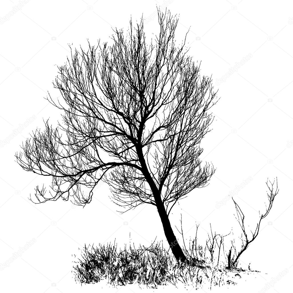 1024x1024 Willow Tree With Bare Branches Stock Vector Greenvalley