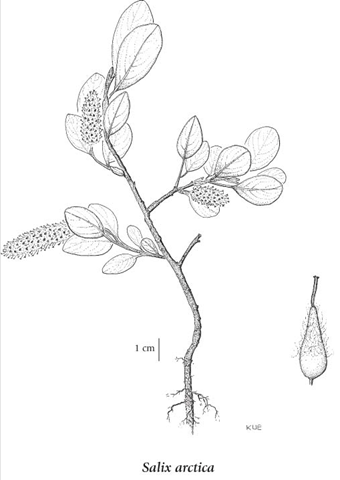 340x480 Arctic Willow