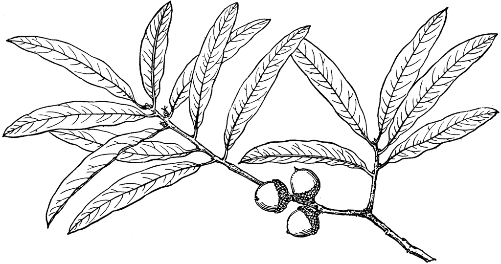 1024x540 Branch Of Willow Oak Clipart Etc