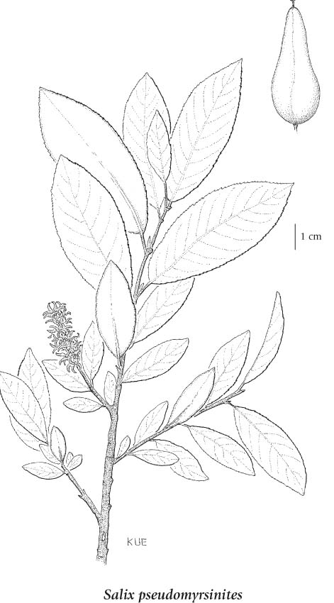 471x850 Salicaceae (Willow Family)