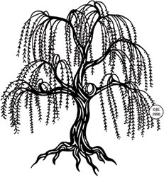 231x250 Simple Willow Tree Drawing Yet Another Exciting Highland High