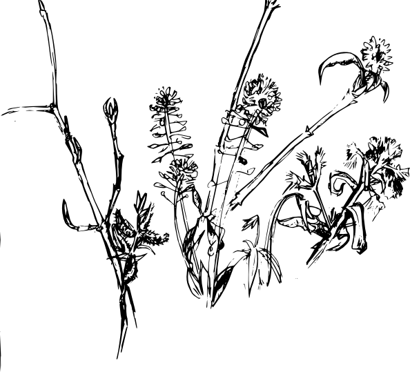 594x539 How To Draw A Dead Flower