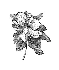 254x300 Magnolia Flower Drawings