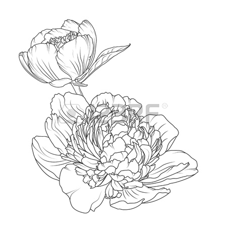 450x450 Monochrome Flower Macro Images Amp Stock Pictures. Royalty Free