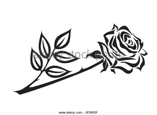 640x470 Dead Rose Black And White Stock Photos Amp Images