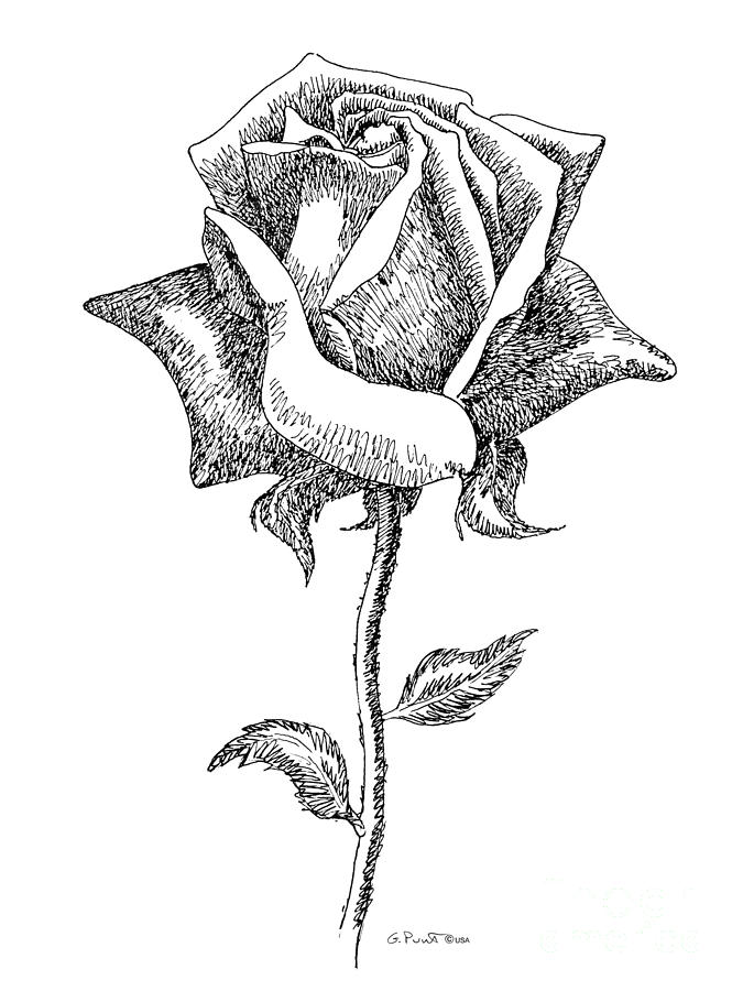 675x900 Drawn Rose Artistic