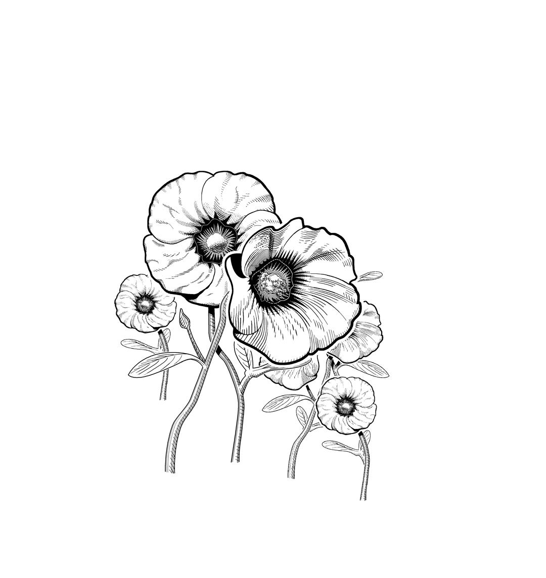 1080x1144 Drawn Rose Bush Australian Wildlife