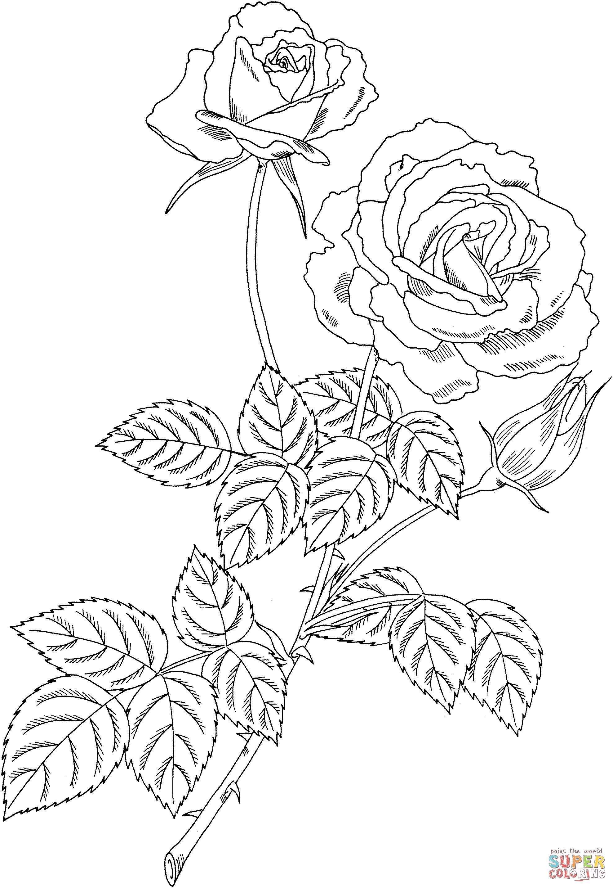 1977x2861 Drawn Rose Bush Rosal