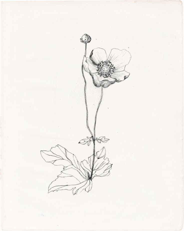 736x921 Dying Flower Drawing Tumblr
