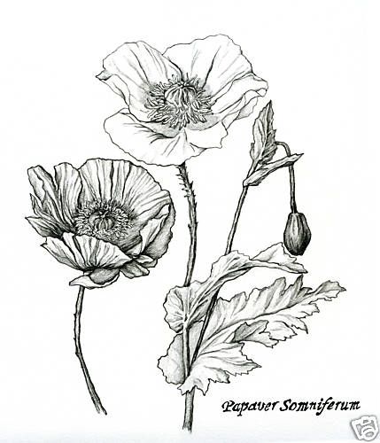 429x500 47 Best Thinkin Ink Images On Poppies, Tattoo Ideas