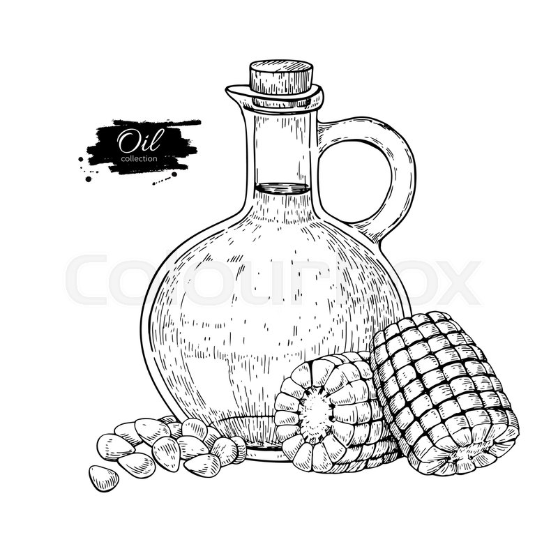 800x800 Bottle Of Corn Cooking Oil. Vector Hand Drawn Illustration. Glass