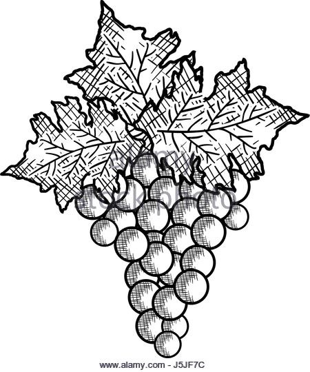 450x540 Grape Harvesting Black And White Stock Photos Amp Images