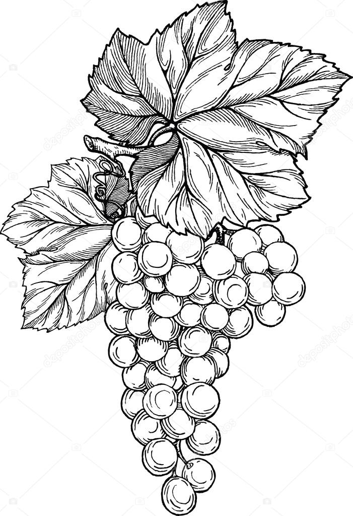 701x1023 Grape Branch With Bunch Of Grapes And Leaves. Stock Vector