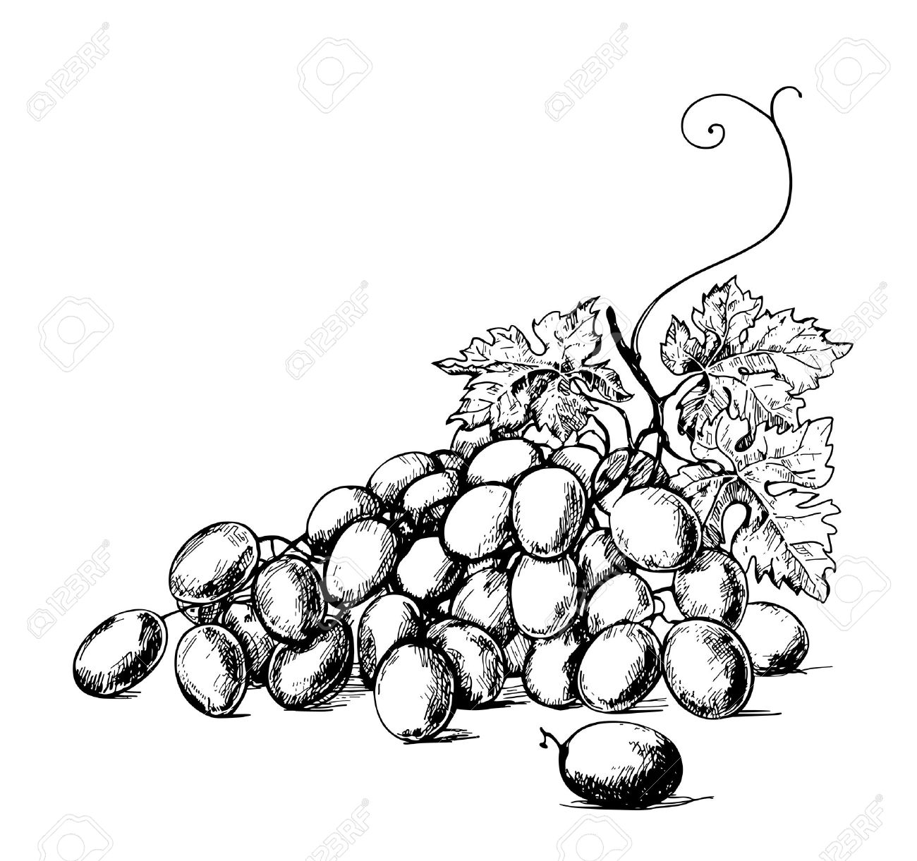 1300x1221 Sketch Illustration Of Bunch Of Grapes Royalty Free Cliparts